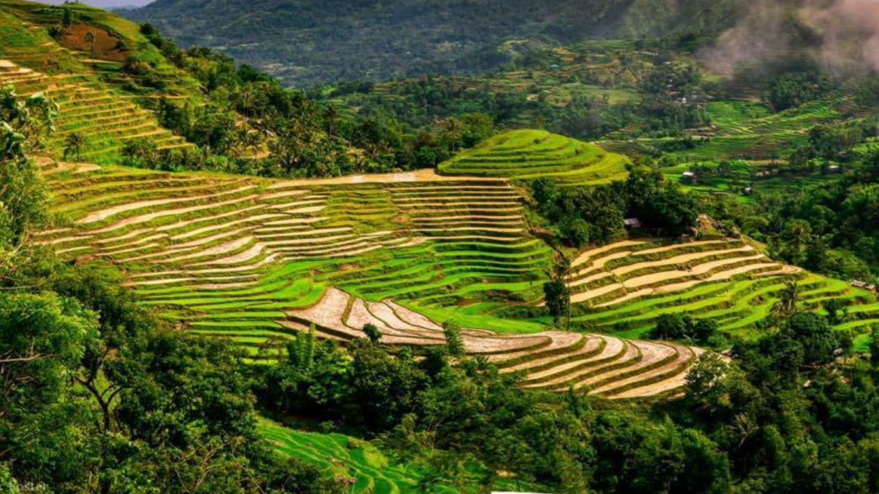Miagao Rice Terraces
